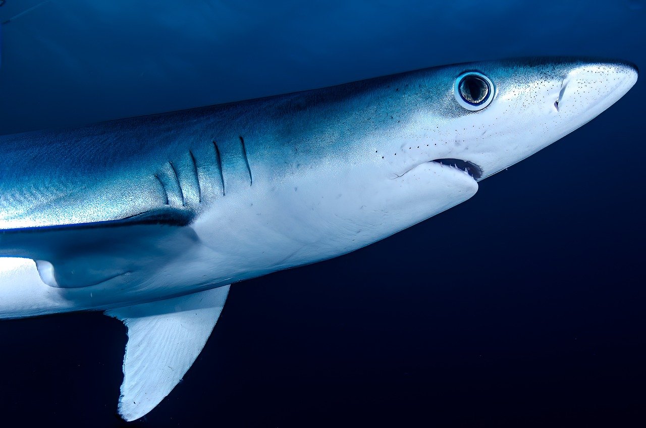Safety Tips for Wildlife Photographers